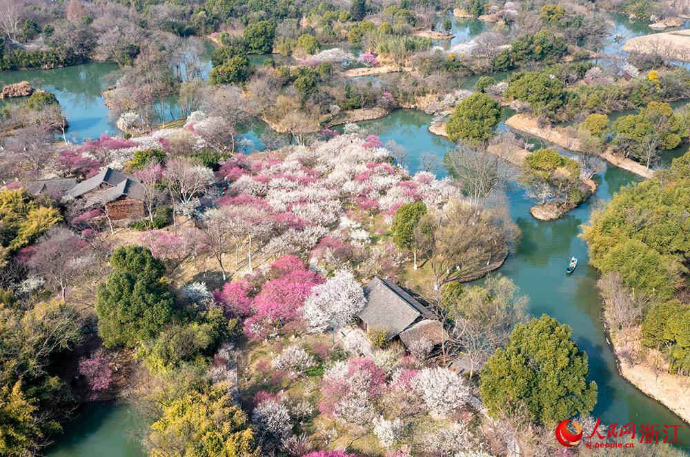 曲水と満開の梅を愛でる早春の西渓濕地　浙江省杭州