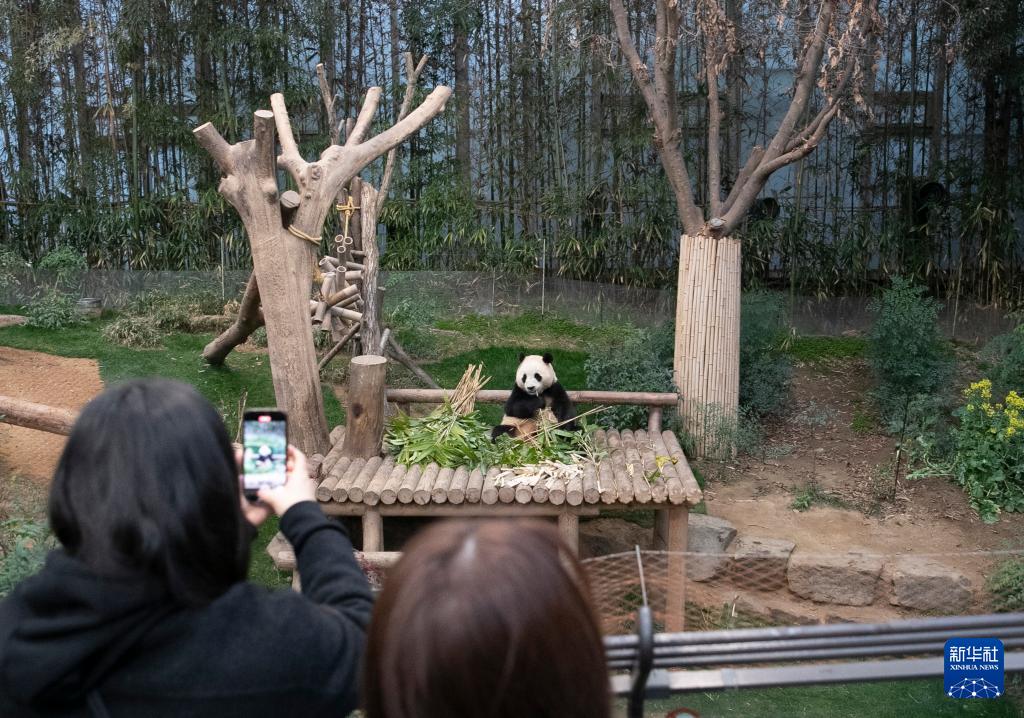 4月の中國への返還控え、韓國のパンダ「福寶」との別れ惜しむパンダファンたち