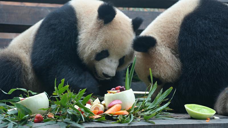 元宵節(jié)の特別メニューを楽しむ動物たち　重慶