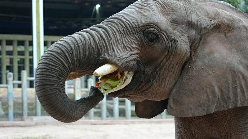 元宵節(jié)の特別メニューを楽しむ動物たち　重慶