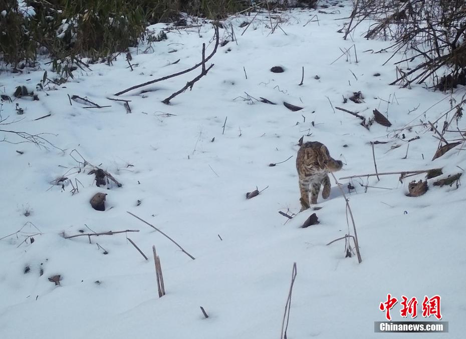 湖北省五峰の赤外線カメラがとらえた希少動物たち