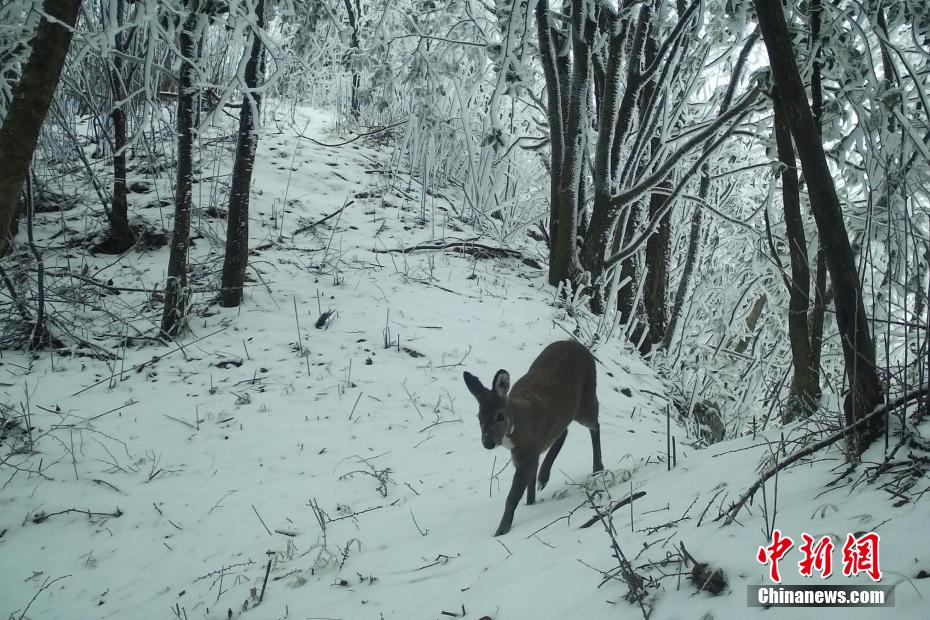 湖北省五峰の赤外線カメラがとらえた希少動物たち