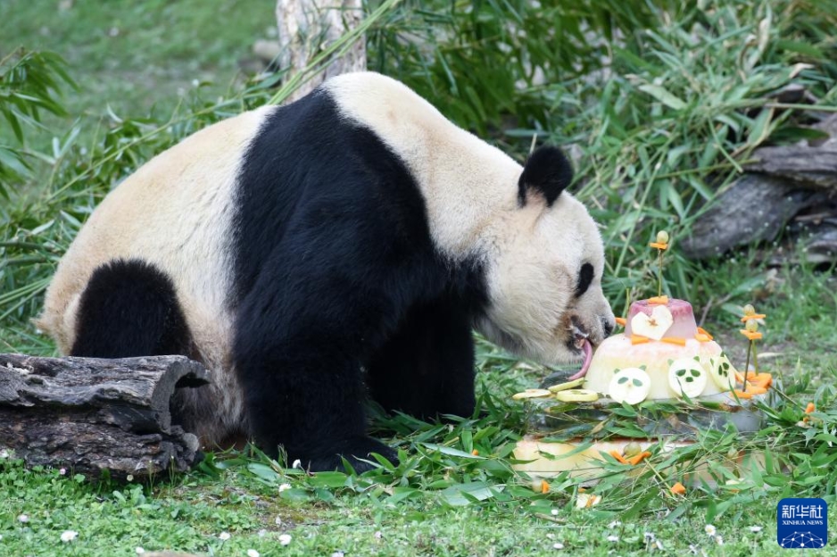 マドリード動(dòng)物園でパンダ「冰星」と「花嘴巴」ファミリーの歓送會(huì)　スペイン