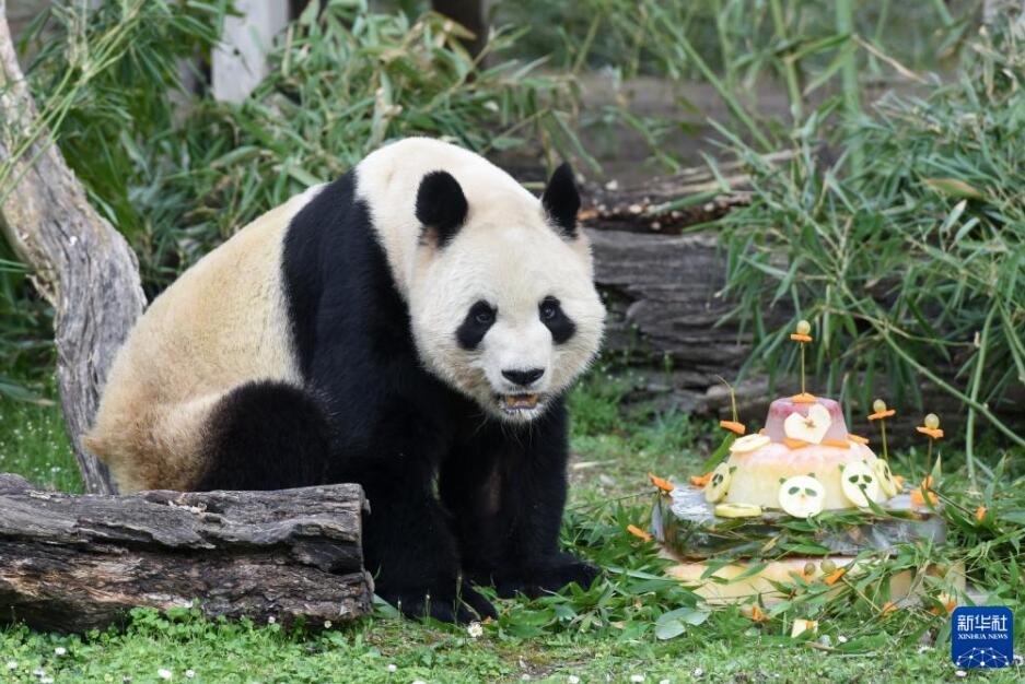 マドリード動物園でパンダ「冰星」と「花嘴巴」ファミリーの歓送會　スペイン