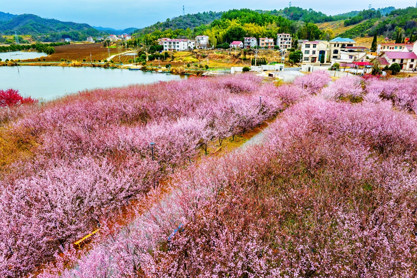 江西省九江市武寧県澧渓鎮(zhèn)にある北灣半島桜花園で、満開を迎えた5萬本の桜（撮影?羅哲）。