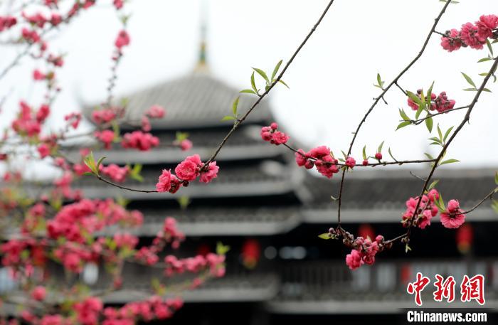 広西?三江　ほころぶ花にたくさんの観光客