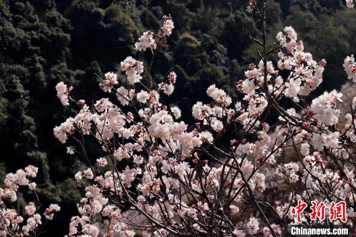 サクランボの花開(kāi)き、産業(yè)も花開(kāi)く雲(yún)南省永徳