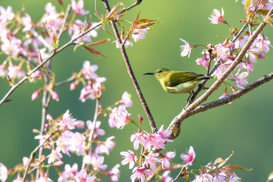 満開を迎えた桜と春を告げる鳥たち　福建省廈門