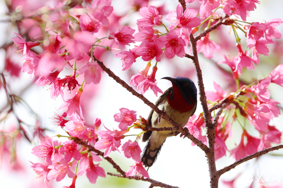 満開を迎えた桜と春を告げる鳥たち　福建省廈門