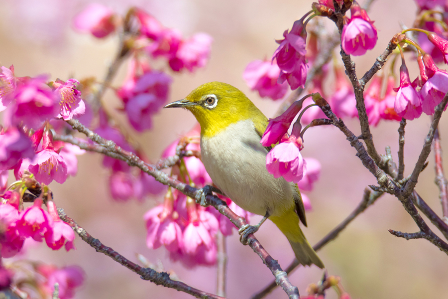 満開を迎えた桜と春を告げる鳥たち　福建省廈門