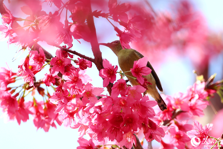 満開(kāi)を迎えた桜と春を告げる鳥(niǎo)たち　福建省廈門(mén)