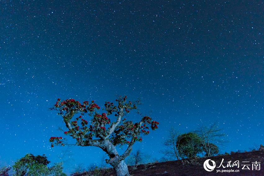 夜空に広がる星空と見頃を迎えたシャクナゲ　雲(yún)南省大理