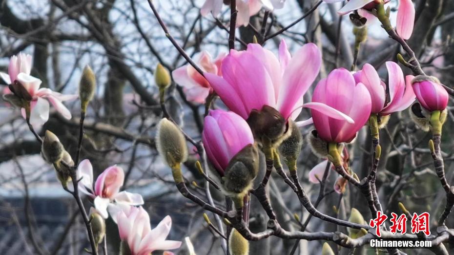 開(kāi)花迎えた世界で唯一となる樹(shù)齢400年のサラサモクレン　陝西省勉県