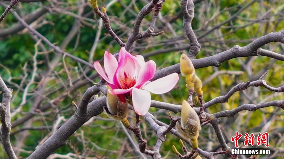 開(kāi)花迎えた世界で唯一となる樹(shù)齢400年のサラサモクレン　陝西省勉県