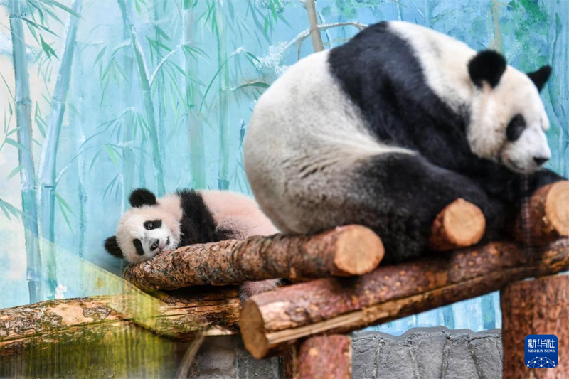 3月8日にロシアのモスクワ動物園で撮影されたジャイアントパンダの赤ちゃんの「カチューシャ」（左）とお母さんパンダの「丁丁」。（撮影?曹陽）