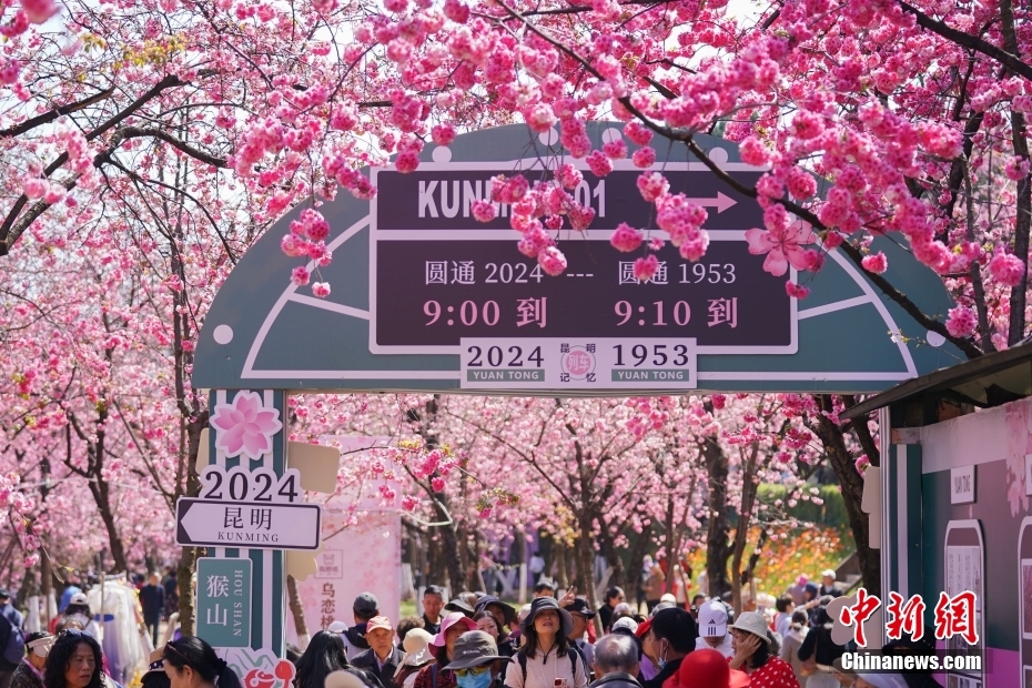 圓通山公園を訪れた花見客（撮影?劉冉陽）。