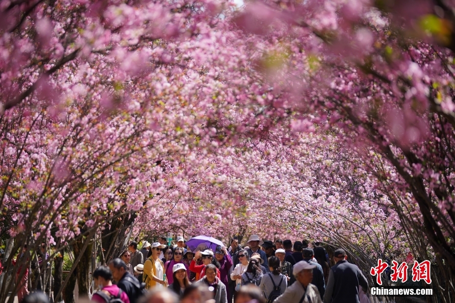 満開を迎えた圓通山のサクラとカイドウ　雲(yún)南省昆明