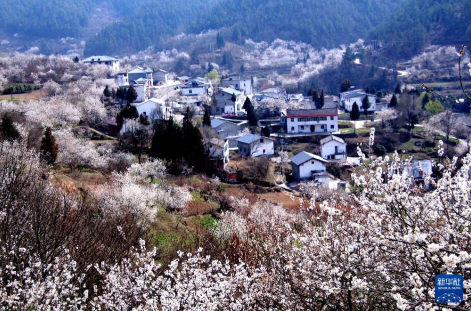 湖北省十堰市鄖陽區(qū)茶店鎮(zhèn)桜桃溝村の民家を囲むように花開く木々（3月12日撮影?曹忠宏）。