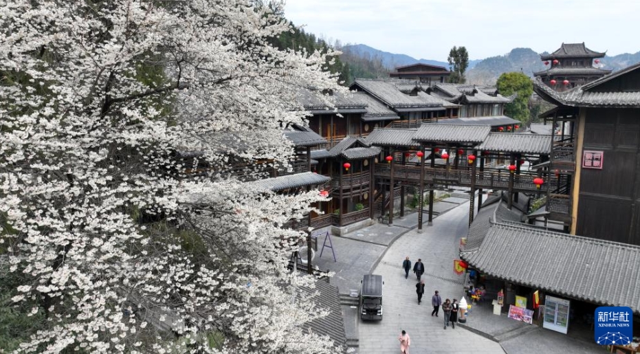 春の陽気に誘われて、花が見ごろを迎えた中國各地