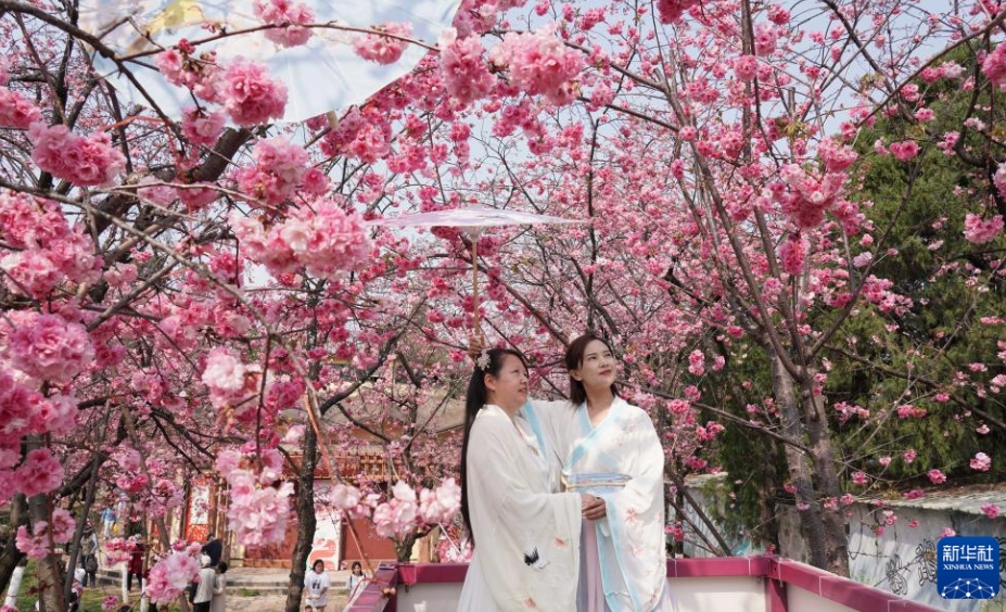 春の陽(yáng)気に誘われて、花が見ごろを迎えた中國(guó)各地