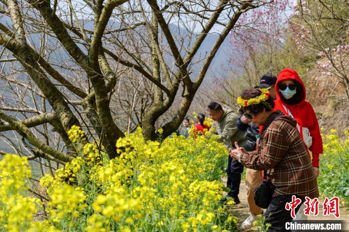 12日、江西省婺源県の篁嶺景勝地で花を観賞する観光客。撮影?黃宇尭