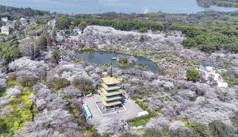 2023年に撮影された桜が満開(kāi)を迎えた時(shí)期の東湖桜花園の様子。