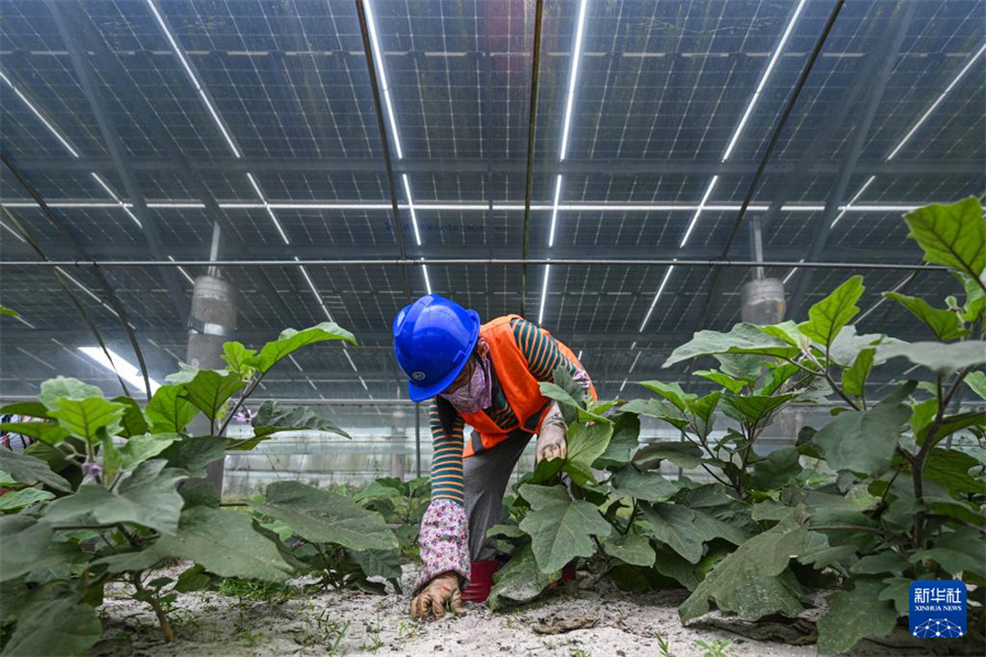 アルカリ性土壌で太陽光発電、パネル下で野菜を栽培　海南省文昌市