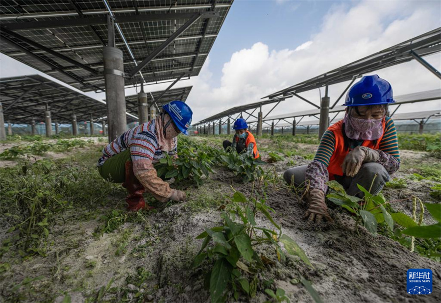 アルカリ性土壌で太陽(yáng)光発電、パネル下で野菜を栽培　海南省文昌市