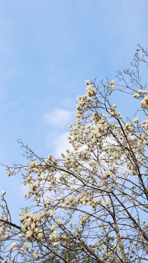 3月10日、江蘇省蘇州で撮影した花（寫真提供?風(fēng)間清和）。