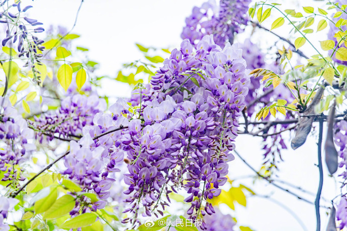 江西省では早くも藤の花が満開に