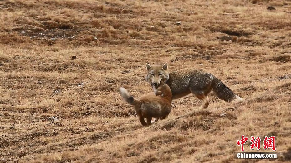 春の野原を駆け回るチベットスナギツネの子どもたち　青海省天峻