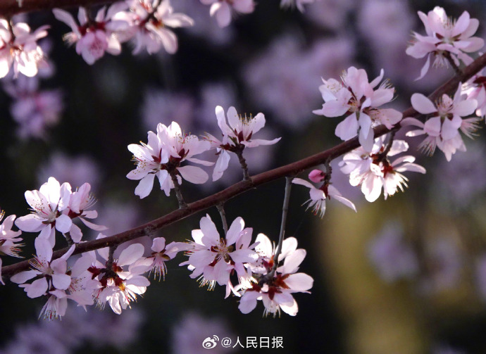 頤和園十七孔橋と満開の桃の花による美しい春のコラボ　北京