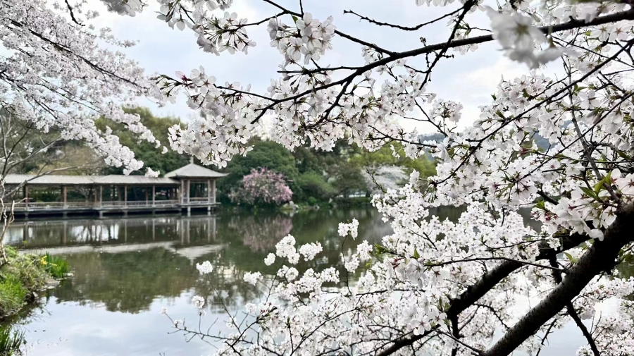 3月25日、浙江省西湖で撮影した満開の桜。（寫真提供?甜甜）