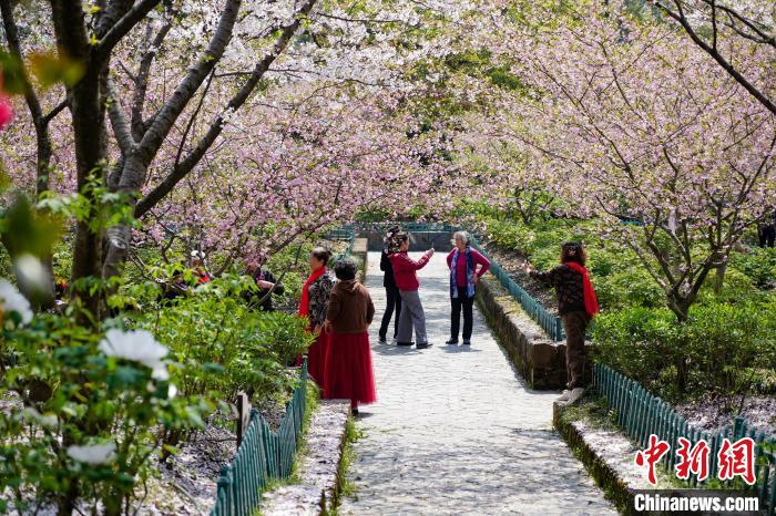 湖北省武漢市の東湖でボタン祭りが開幕