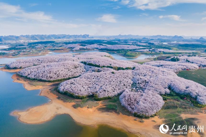 貴州で1萬ムーの桜が開花、ピンク色の花の海に