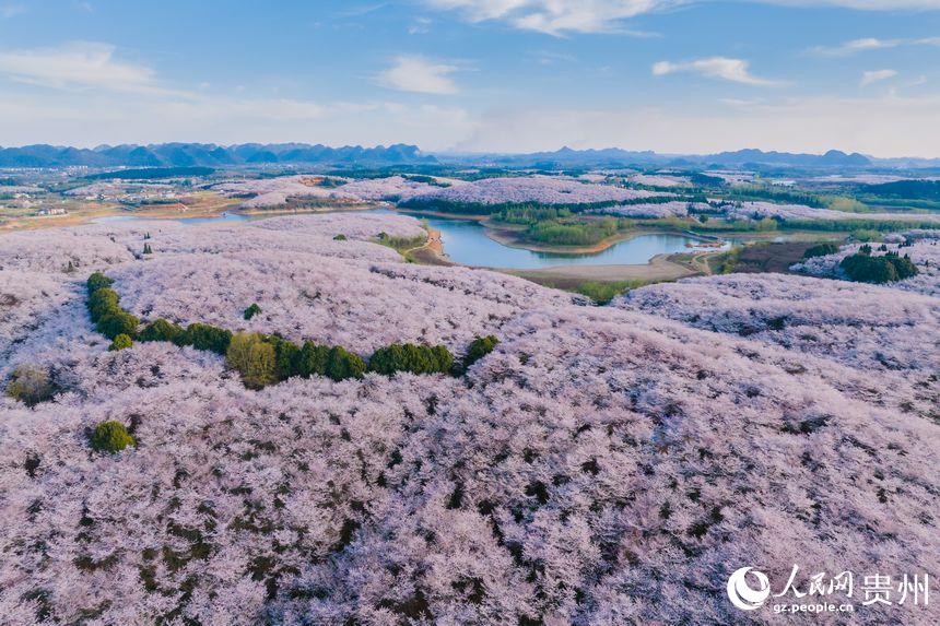 貴州で1萬ムーの桜が開花、ピンク色の花の海に