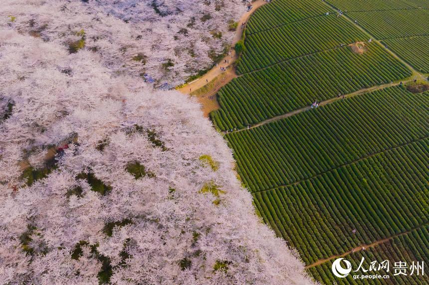 貴州で1萬ムーの桜が開花、ピンク色の花の海に