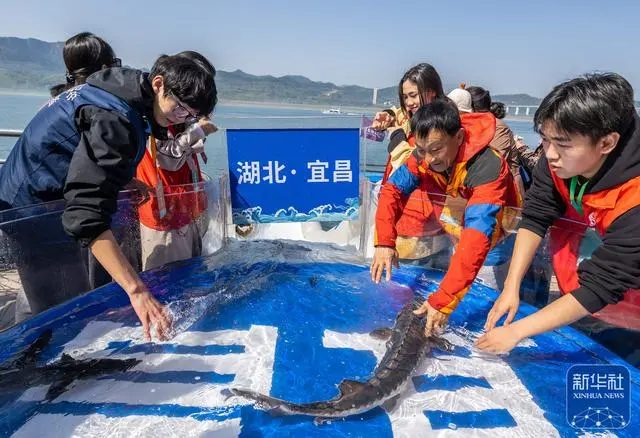 人工繁殖2世のカラチョウザメ約20萬匹を長江に放流