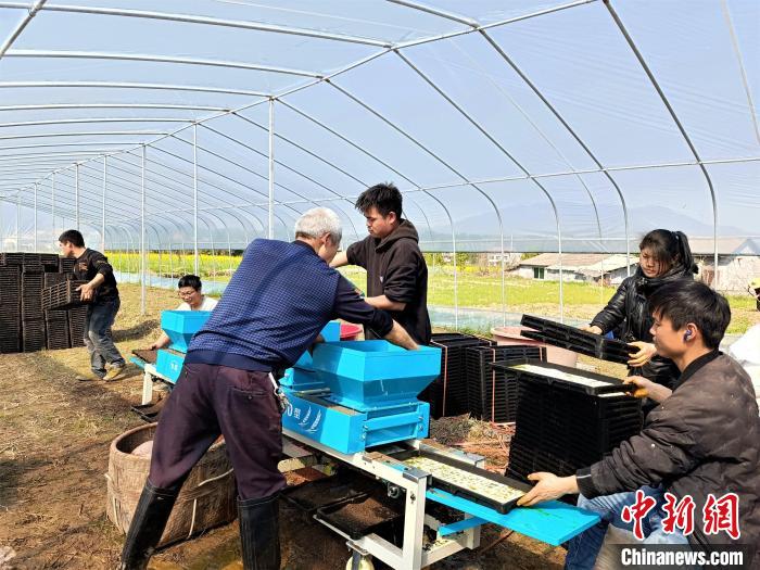 3月18日、育苗ビニールハウスで機(jī)械を使って育苗トレーを準(zhǔn)備する胡豪さんと數(shù)人の若者。（撮影?袁靜）