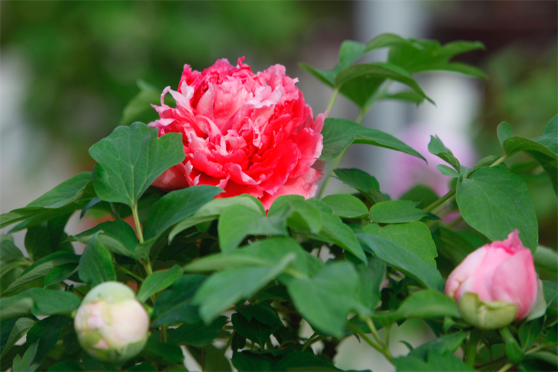 見(jiàn)頃を迎えた牡丹の花　河南省洛陽(yáng)