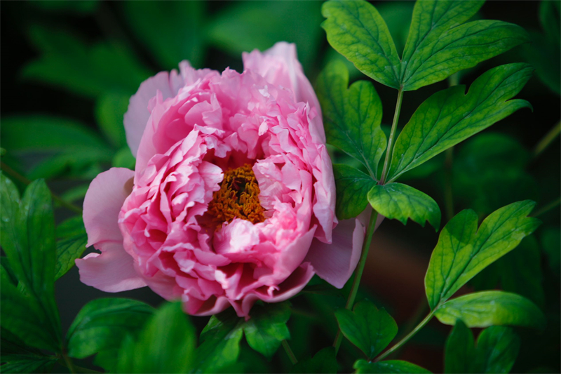 見頃を迎えた牡丹の花　河南省洛陽