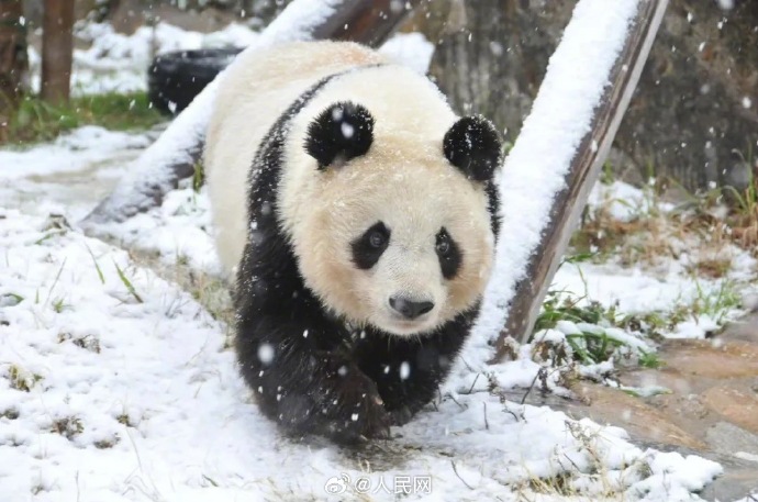 パンダ「爽爽」が病死、人間だと100歳近い高齢　日本?神戸王子動(dòng)物園