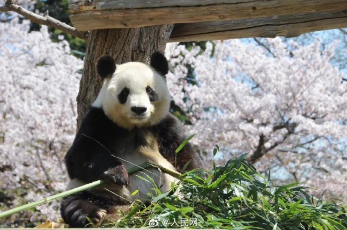 パンダ「爽爽」が病死、人間だと100歳近い高齢　日本?神戸王子動(dòng)物園