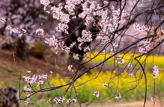 桃の花が見ごろを迎えた林芝　西蔵