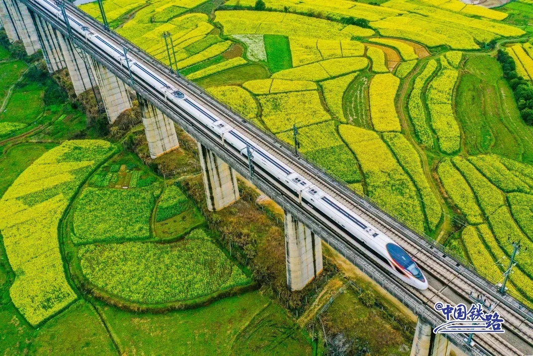 高速鉄道が菜の花畑を通り過ぎる。まるで黃色い油絵の中にいるようだ。（撮影?李小平）