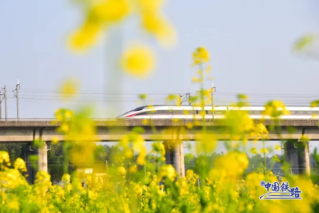 京広高速鉄道（北京-広州）の列車が南岳山の麓に広がる菜の花畑を通り過ぎる。（撮影?謝建強）