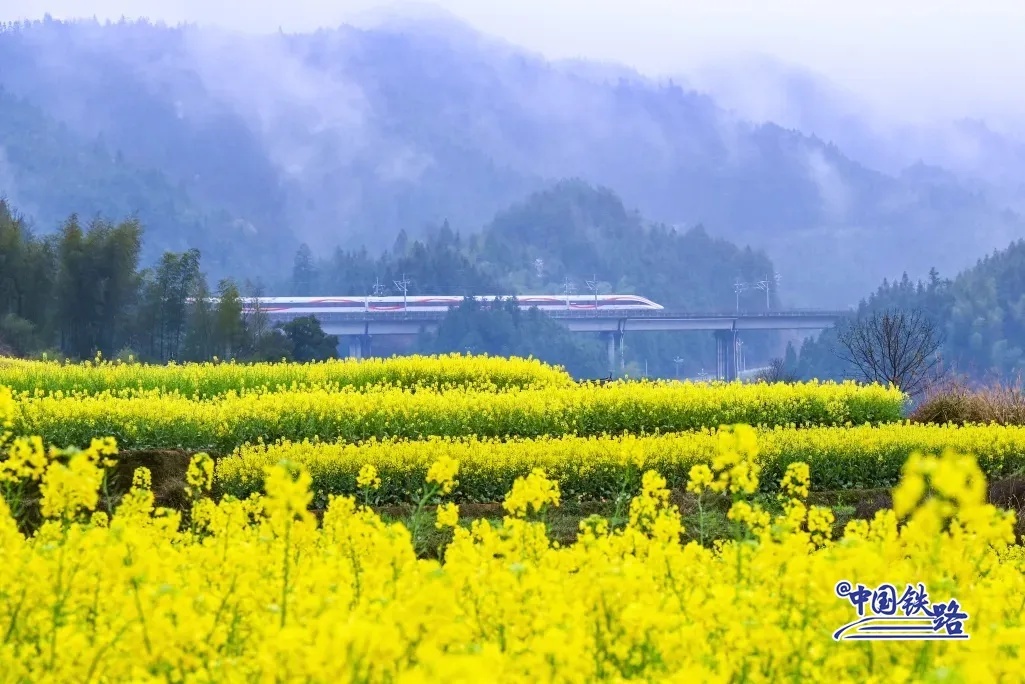 滬昆高速鉄道（上海-昆明）の車窓の外に広がる美しい菜の花の段々畑。（撮影?于蘭）