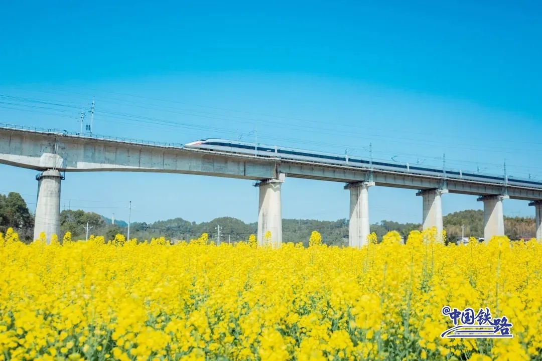 隆回県の菜の花畑を走り抜く衡柳線（衡陽-柳州）の高速列車。（撮影?周鑫）