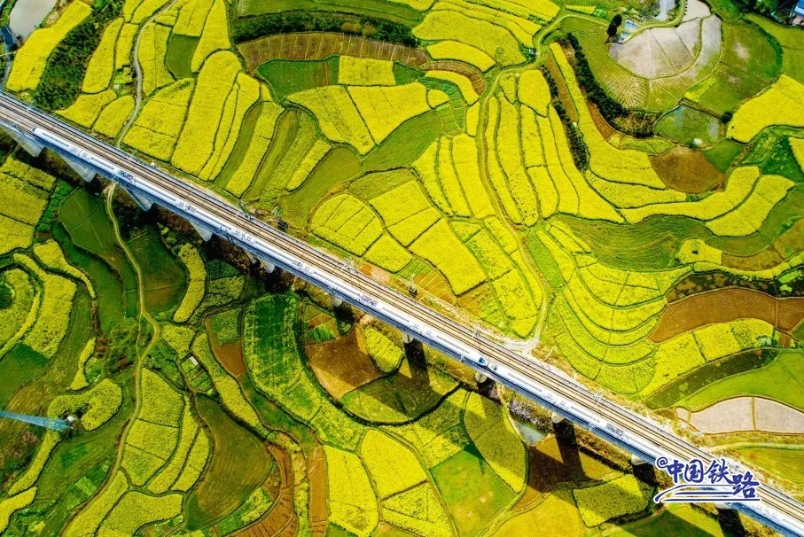 雪峰山トンネルを出て、菜の花の海へ走り出す滬昆高速鉄道の列車。（撮影?梁雅白）