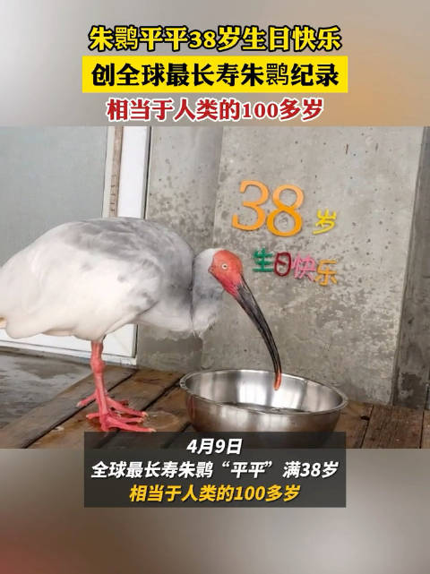 北京動(dòng)物園のトキ「平平」が38歳に　世界最高齢